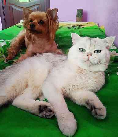 Передержка животных в лучших условиях Донецк