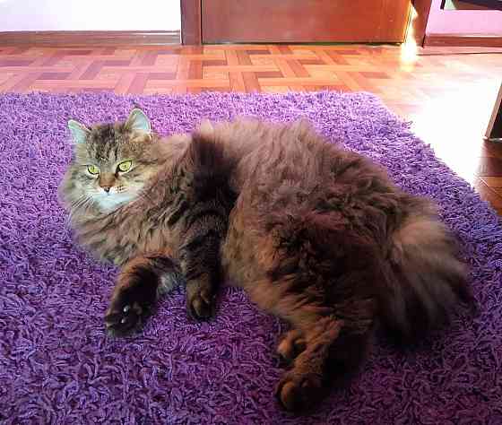 Передержка животных в лучших условиях Донецк