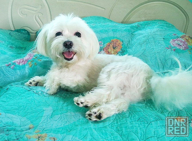 Передержка животных в лучших условиях Донецк - изображение 8