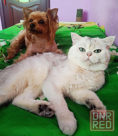 Передержка животных в лучших условиях Донецк - изображение 6