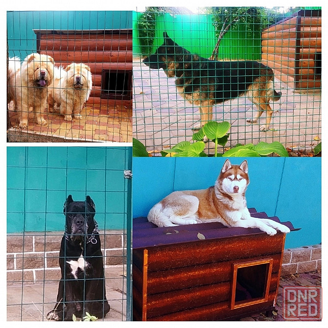 Передержка животных в лучших условиях Донецк - изображение 4