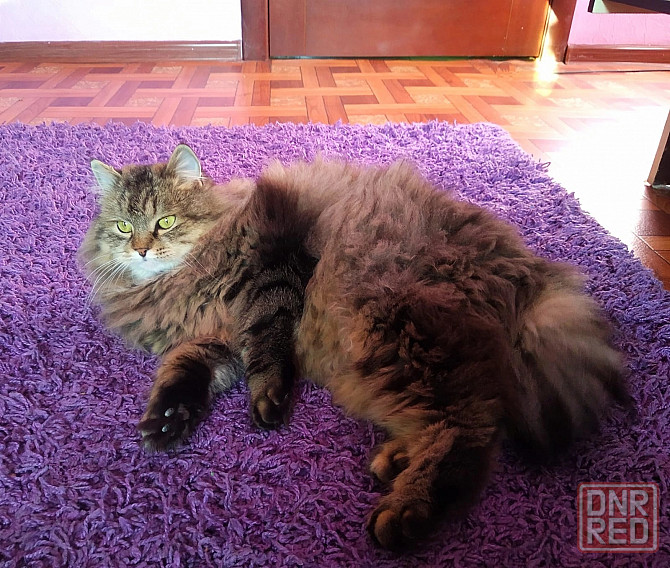 Передержка животных в лучших условиях Донецк - изображение 5