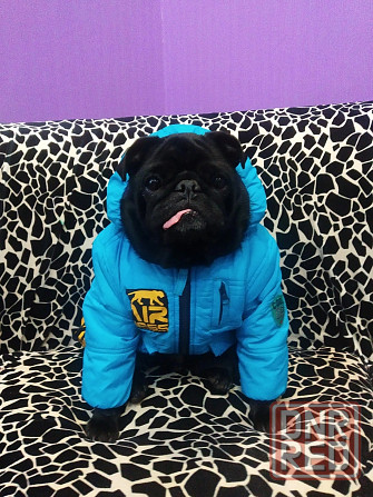 Передержка животных в лучших условиях Донецк - изображение 7