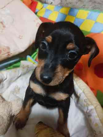 Цвергпинчер щенки 2: мальчика! Донецк