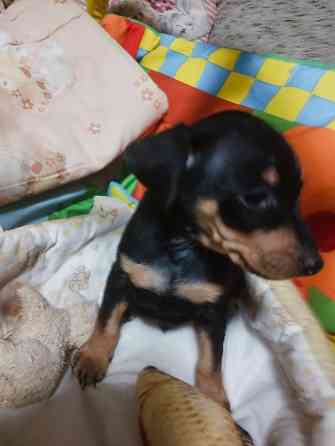 Цвергпинчер щенки 2: мальчика! Донецк