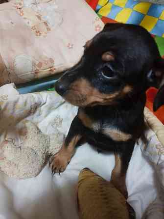 Цвергпинчер щенки 2: мальчика! Донецк