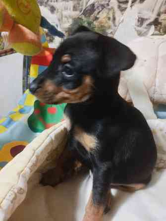 Цвергпинчер щенки 2: мальчика! Донецк