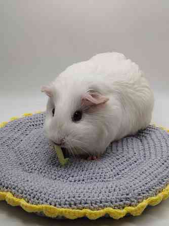 Морские свинки Донецк