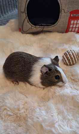 Морские свинки Донецк