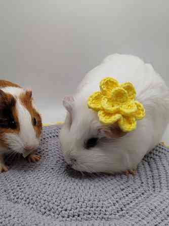 Морские свинки Донецк