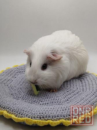 Морские свинки Донецк - изображение 2