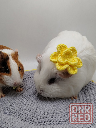 Морские свинки Донецк - изображение 1