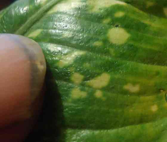 Шо морская 'Чехлиша? dos 1997 Донецк