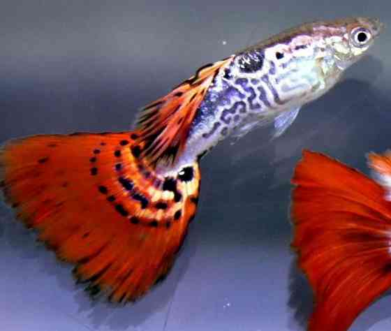 Гуппи Донецк