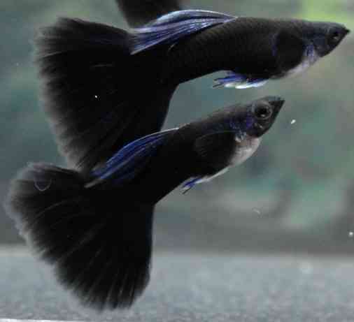 Гуппи Донецк