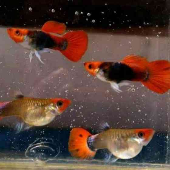 Гуппи Донецк