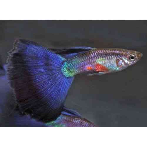 Гуппи Донецк