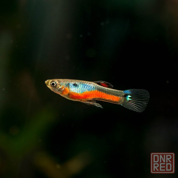 Гуппи Донецк - изображение 3