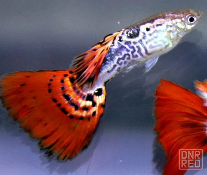 Гуппи Донецк - изображение 2