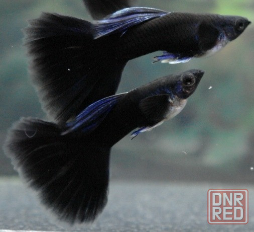 Гуппи Донецк - изображение 4