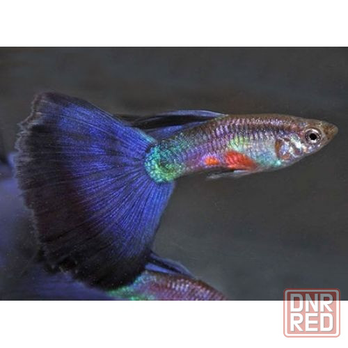 Гуппи Донецк - изображение 5