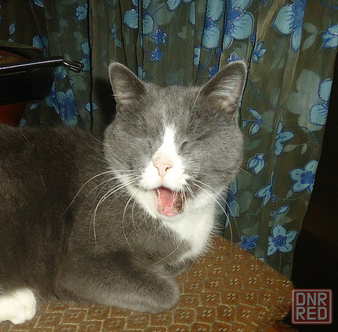 Даже и смешно 'Будто Мачете" Донецк - изображение 1