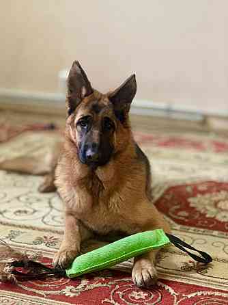 Шикарная подрощенная девочка , питомник Донецк