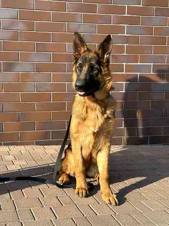 Шикарная подрощенная девочка , питомник Донецк