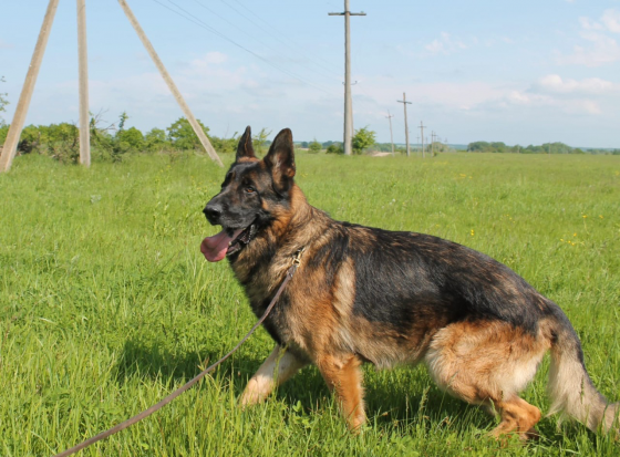 Шикарная подрощенная девочка , питомник Донецк