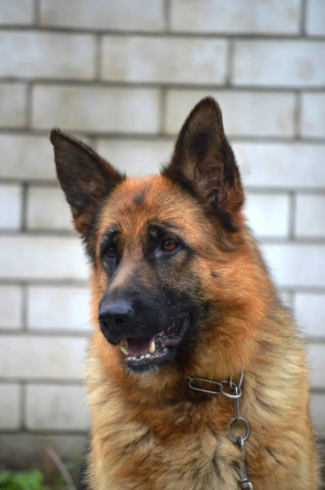 Шикарная подрощенная девочка , питомник Донецк