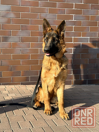 Шикарная подрощенная девочка , питомник Донецк - изображение 2