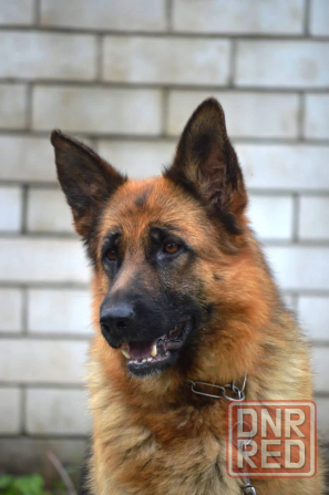 Шикарная подрощенная девочка , питомник Донецк - изображение 3