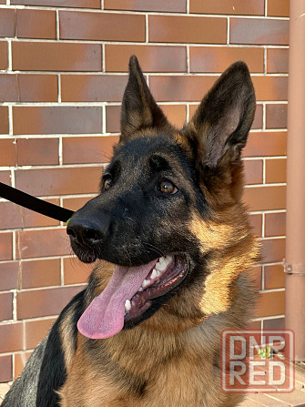 Шикарная подрощенная девочка , питомник Донецк - изображение 1