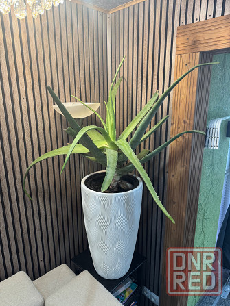 Алоэ 60 см ( огромный) Донецк - изображение 2