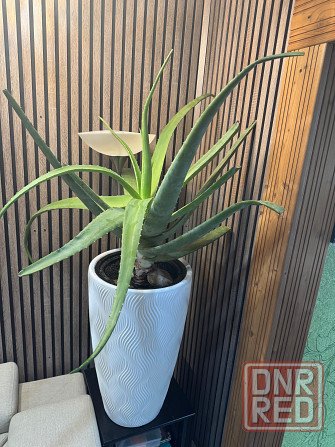 Алоэ 60 см ( огромный) Донецк - изображение 1