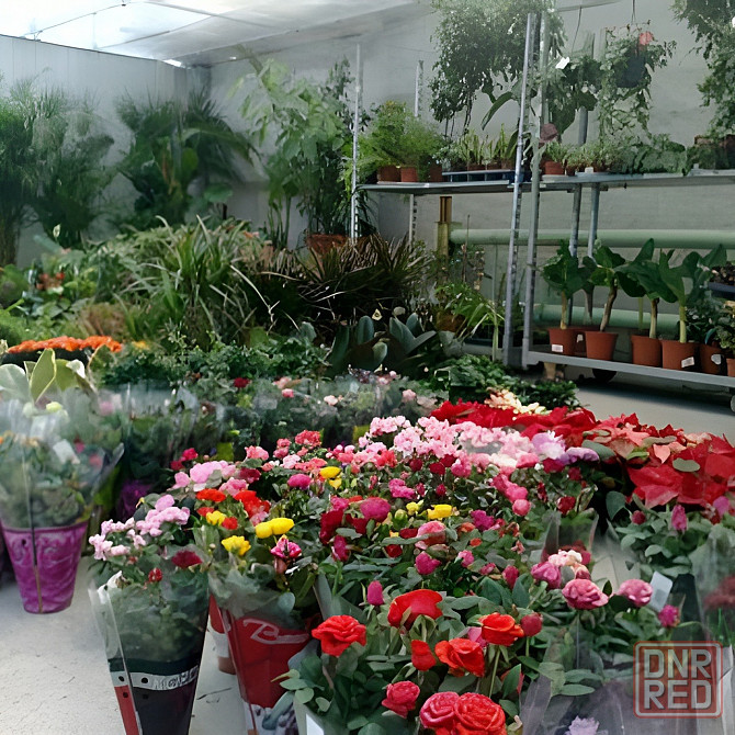 Комнатные цветы оптом Алчевск - изображение 1