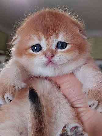 Готовятся к резерву шотландские золотые шиншиллы. Зугрэс