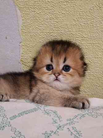 Готовятся к резерву шотландские золотые шиншиллы. Зугрэс