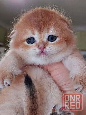 Готовятся к резерву шотландские золотые шиншиллы. Зугрэс - изображение 3