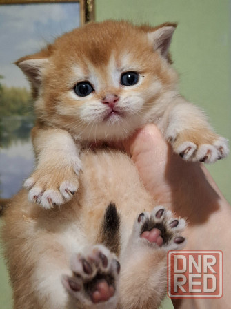 Готовятся к резерву шотландские золотые шиншиллы. Зугрэс - изображение 2