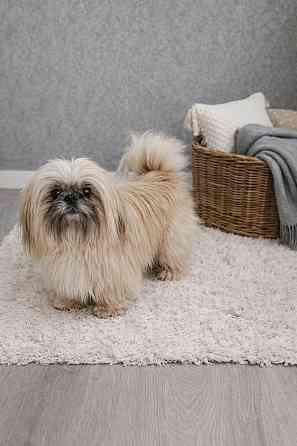 Ши-тцу вязка Донецк