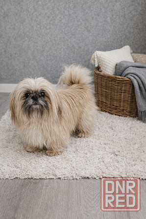 Ши-тцу вязка Донецк - изображение 1