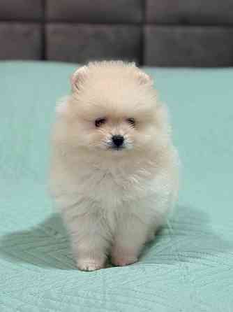 Щенок померанского шпица Донецк