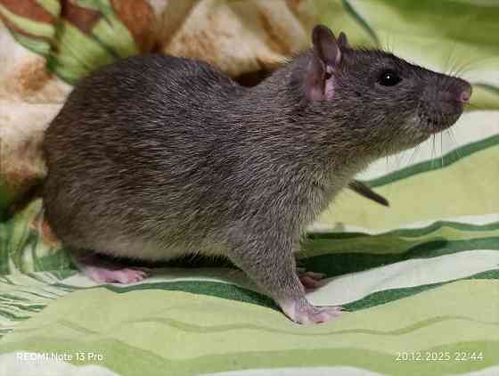 Крысенок мальчик Макеевка