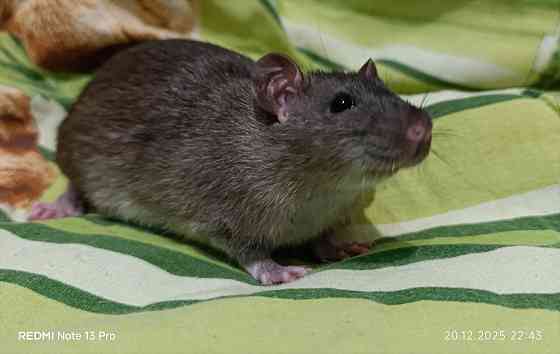 Крысенок мальчик Макеевка