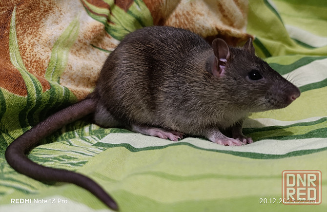 Крысенок мальчик Макеевка - изображение 3