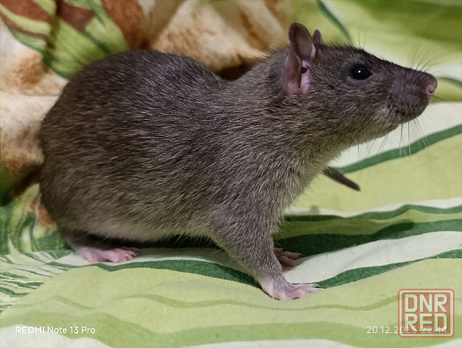 Крысенок мальчик Макеевка - изображение 1