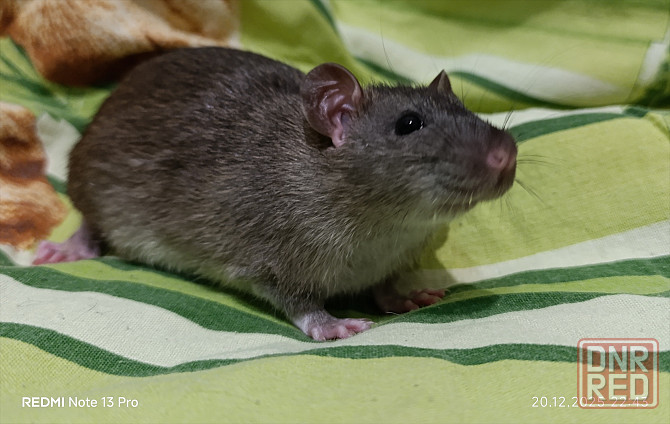 Крысенок мальчик Макеевка - изображение 2