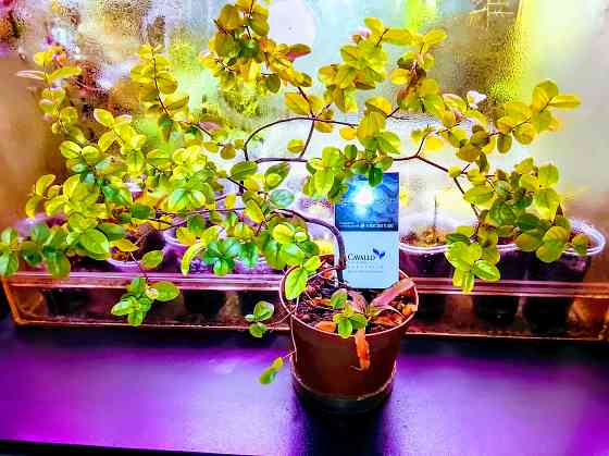 Сагереция чайная китайская Донецк