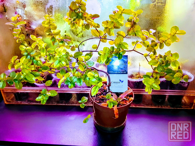 Сагереция чайная китайская Донецк - изображение 1